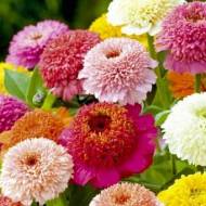 Цинія Скабіозоподібна (суміш) за 0,2 г