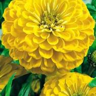 Цинния Золотой Соверен за 0,2 г