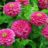 Цинния Карликовая Розовая за 0,2 г