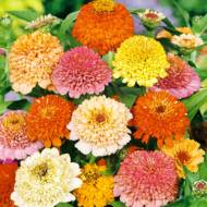 Цинния Скабиозообразная (смесь) за 0,2 г