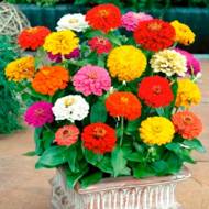 Цинія Бордюрна (суміш) за 0,2 г