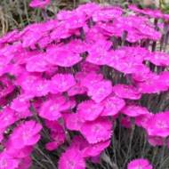 Саженец гвоздики травянистой розовой в контейнере