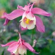 Аквілегія Меджік пінк енд вайт в контейнері