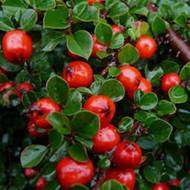 Кизильник звичайний в контейнері