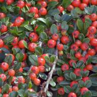 Саженец кизильника обыкновенного в контейнере