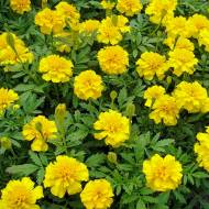 Бархатцы Арамис за 0,3 г