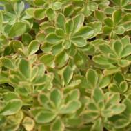 Саджанець Очиток камчатський в контейнері