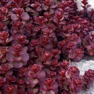 Саджанець Очиток шарлахово-червоний в контейнері