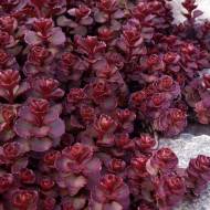 Саджанець Очиток шарлахово-червоний в контейнері