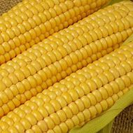 Кукуруза сахарная Соблазн за 15 г