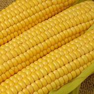 Кукуруза сахарная Соблазн за 15 г