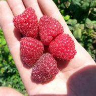 Саджанець Малина Ляшка в контейнері