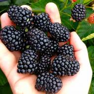 Саджанець Ожина Блек Джем в контейнері