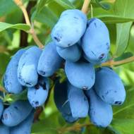 Саджанець Жимолость їстівна Полунична сенсація в контейнері