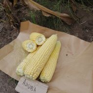 Кукурудза цукрова Айова F1