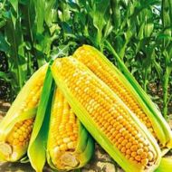 Кукуруза сахарная Айова F1