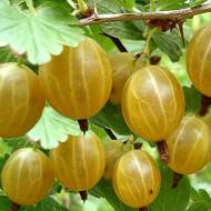 Саджанець Агрус Куршу Дзінтарс в контейнері