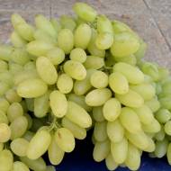 Саджанець Виноград кишмиш Століття в контейнері