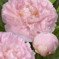 Півонія Albert Crousse в контейнері