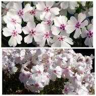 Саджанець Флокс шиловидний Amazing Grace в контейнері