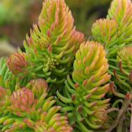 Саджанець Очиток Angelina в контейнері