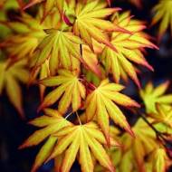 Саджанець Клен японський Katsura в контейнері