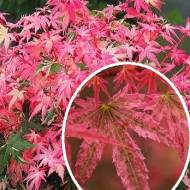 Саджанець Клен японський Phoenix в контейнері