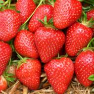 Саджанець Суниця садова Мальвіна в контейнері