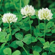 Газонна трава Конюшина Біла