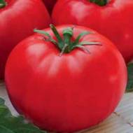 Томат Леди Совершенство за 10 сем.