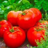 Томат Надранній за 0,1 г