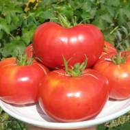 Томат Арина за 0,1 г