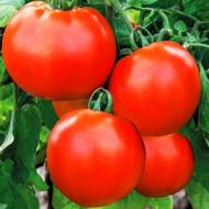 Томат Безрассадный за 0,25 г