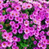 Айстра Бордюрна за 0,3 г