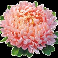 Айстра Голдшац за 0,3 г