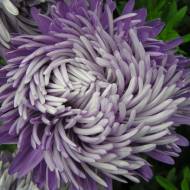 Айстра Блакитний вихор за 0,3 г