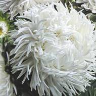 Айстра Дракон білий за 0,3 г