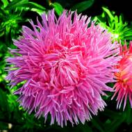 Айстра Дракон лососевий за 0,3 г