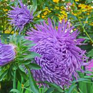 Айстра Дракон фіолетовий за 0,3 г