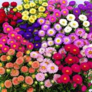 Айстра Мацумото за 0,3 г