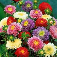 Айстра Карликова суміш за 0,3 г