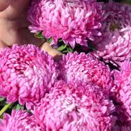 Айстра Оксана за 0,3 г