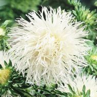 Айстра Опера за 0,3 г