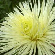 Айстра Пам'ять за 0,3 г