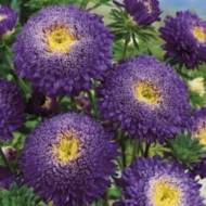 Айстра Принцеса Ілона за 0,3 г