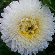 Айстра Принцеса Каріна за 0,3 г