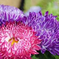 Айстра Сива дама суміш за 0,3 г