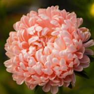 Айстра Старий замок абрикосова за 0,3 г