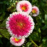 Айстра Хай-но-мару за 0,3 г