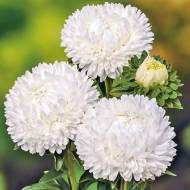 Айстра Зефір за 0,3 г